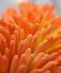 Roots Plants Kniphofia 'Pyromania Orange Blaze' Perennials