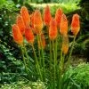 Roots Plants Kniphofia 'Pyromania Orange Blaze' Perennials