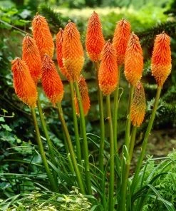 Roots Plants Kniphofia'Pyromania Orange Blaze' Perennials