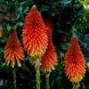 Roots Plants Perennials Kniphofia 'Pyromania Rocket's Red Glare' 1 Roots Plants Perennials Kniphofia 'Pyromania Rocket's Red Glare'