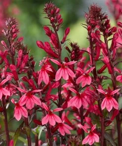 Roots Plants Perennials Lobelia 'Starship Rose'