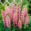 Roots Plants Lupin 'Pink' 2 Roots Plants Lupin 'Pink'