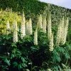Roots Plants Lupin 'White' Perennials
