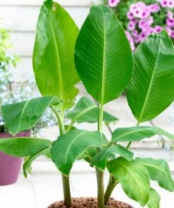 Roots Plants Musa 'basjoo'