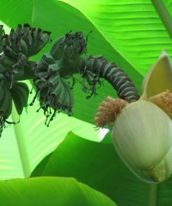 Roots Plants Musa 'basjoo'