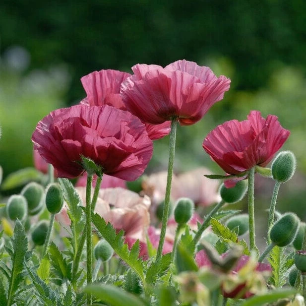 Roots Plants Papaver 'Collection - 6 X 10.5cm Plants' 4 Roots Plants Papaver 'Collection - 6 X 10.5cm Plants'