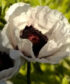 Roots Plants Papaver 'Collection - 6 X 10.5cm Plants' 12 Roots Plants Papaver 'Collection - 6 X 10.5cm Plants'