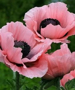 Roots Plants Papaver'Princess Victoria Louise'