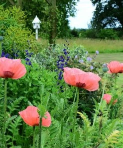 Roots Plants Papaver 'Collection - 6 X 10.5cm Plants' 13 Roots Plants Papaver 'Collection - 6 X 10.5cm Plants'