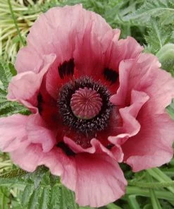 Roots Plants Papaver 'Princess Victoria Louise'