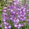 Roots Plants Perennials Penstemon 'Pensham Czar'