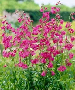 Roots Plants Penstemon 'Pensham Just Jayne' Perennials