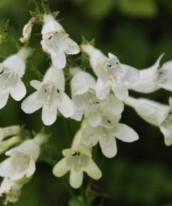 Roots Plants Penstemon 'Pensham Wedding Day' Perennials