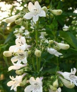 Roots Plants Penstemon 'Pensham Wedding Day' Perennials