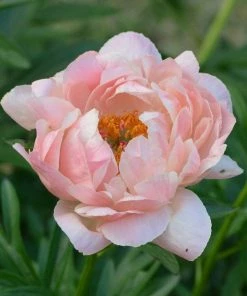 Roots Plants Peony 'Coral Charm'