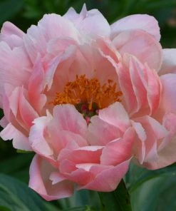 Roots Plants Peony 'Coral Charm'