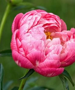 Roots Plants Peony'Coral Charm'