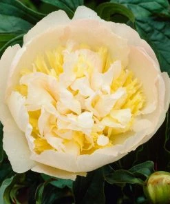 Roots Plants Perennials Peony 'Honey Gold' 7 Roots Plants Perennials Peony 'Honey Gold'