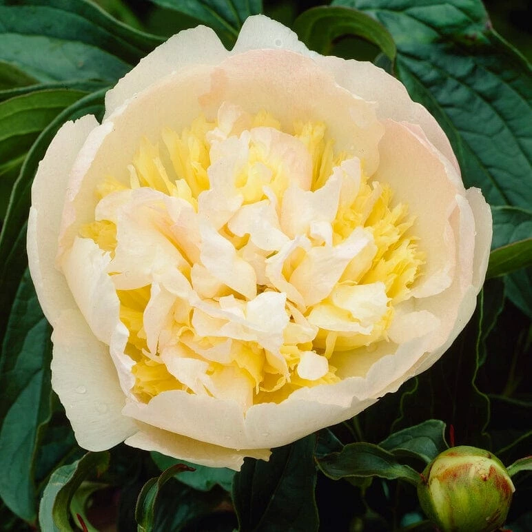 Roots Plants Perennials Peony 'Honey Gold' 5 Roots Plants Perennials Peony 'Honey Gold'