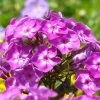 Roots Plants Phlox 'Famous Purple' Perennials