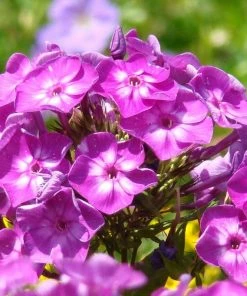 Roots Plants Phlox 'Famous Purple' Perennials