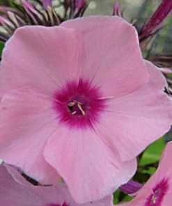 Roots Plants Phlox 'Sweet Summer Soft Pink' Perennials