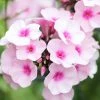 Roots Plants Phlox 'Sweet Summer Soft Pink' Perennials