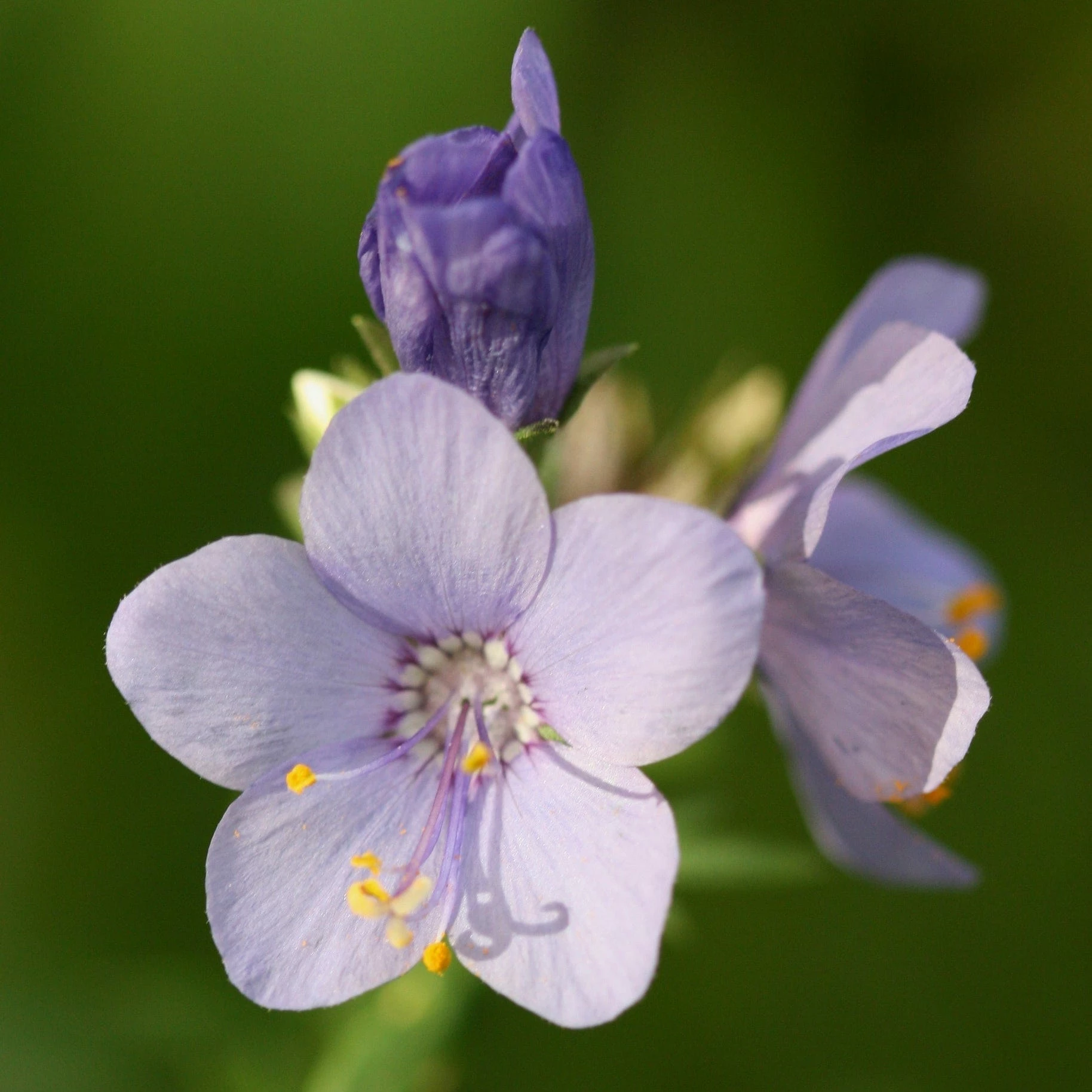 Roots Plants Polemonium 'Bressingham Purple' Perennials 4 Roots Plants Polemonium 'Bressingham Purple' Perennials