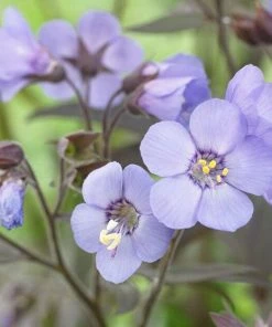 Roots Plants Polemonium'Heaven Scent'