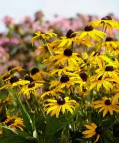 Roots Plants Rudbeckia 'Little Goldstar' Perennials