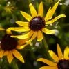 Roots Plants Rudbeckia 'Little Goldstar' Perennials 1 Roots Plants Rudbeckia 'Little Goldstar' Perennials