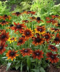 Roots Plants Perennials Rudbeckia 'Summerina Orange' 7 Roots Plants Perennials Rudbeckia 'Summerina Orange'