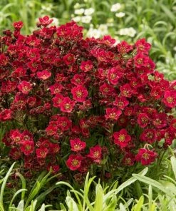 Roots Plants Saxifraga 'Alpino Deep Rose' Perennials