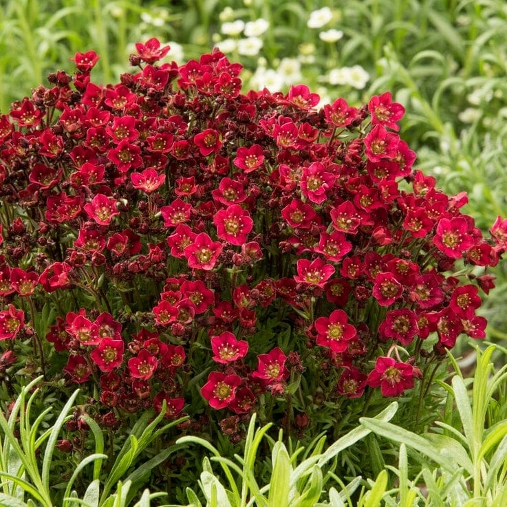 Roots Plants Saxifraga 'Alpino Deep Rose' Perennials 3 Roots Plants Saxifraga 'Alpino Deep Rose' Perennials