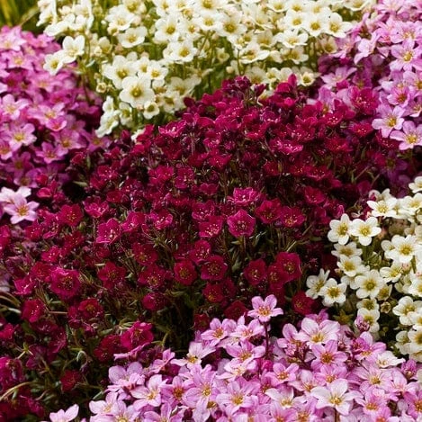 Roots Plants Saxifraga 'Alpino Deep Rose' Perennials 5 Roots Plants Saxifraga 'Alpino Deep Rose' Perennials