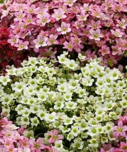 Roots Plants Saxifraga 'Touran Limegreen'
