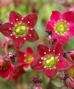 Roots Plants Perennials Saxifraga 'Touran Red' 7 Roots Plants Perennials Saxifraga 'Touran Red'