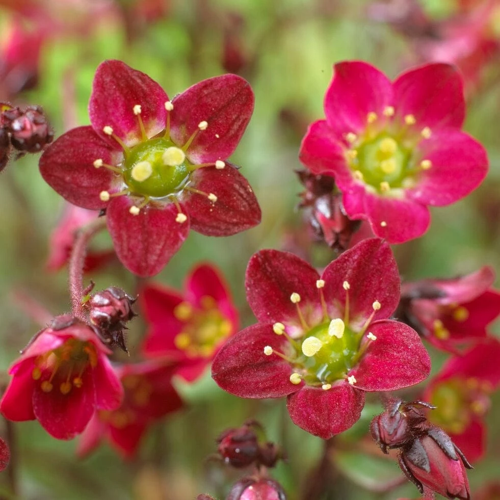 Roots Plants Perennials Saxifraga 'Touran Red' 5 Roots Plants Perennials Saxifraga 'Touran Red'