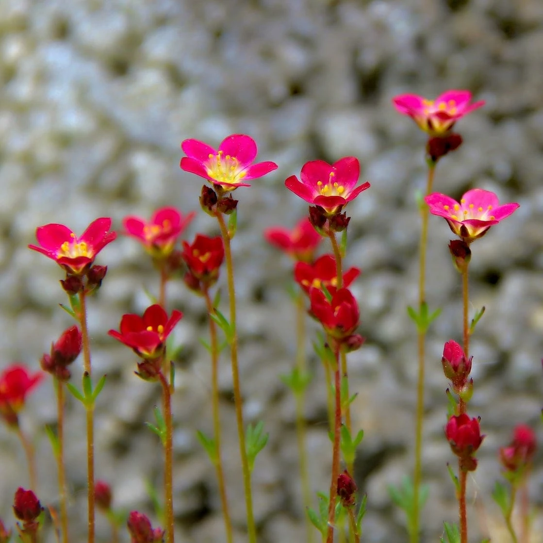 Roots Plants Perennials Saxifraga 'Touran Red' 3 Roots Plants Perennials Saxifraga 'Touran Red'