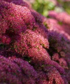 Roots Plants Sedum 'Autumn Joy'