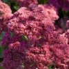 Roots Plants Sedum 'Rose Carpet'