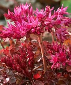 Roots Plants Sedum 'Sunsparkler Wildfire'