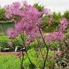 Roots Plants Thalictrum 'Black Stockings'