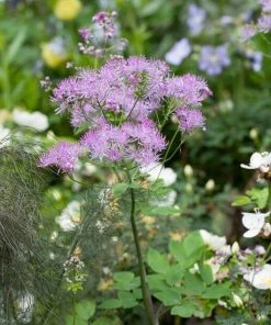 Roots Plants Thalictrum 'Black Stockings'