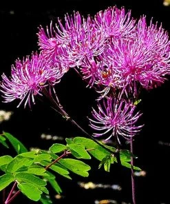 Roots Plants Thalictrum 'Black Stockings'