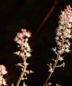 Roots Plants Perennials Tiarella 'Pink Skyrocket'