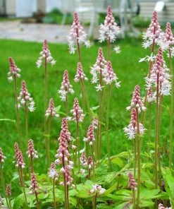 Roots Plants Tiarella 'Spring Symphony' Perennials