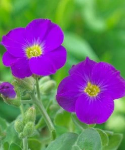 Roots Plants Perennials Aubrieta 'Katie Blue'