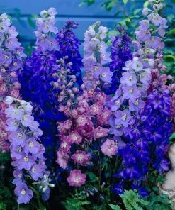 Roots Plants Delphinium'Magic Fountains Mixed' Perennials