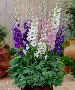 Roots Plants Delphinium 'Magic Fountains Mixed' Perennials